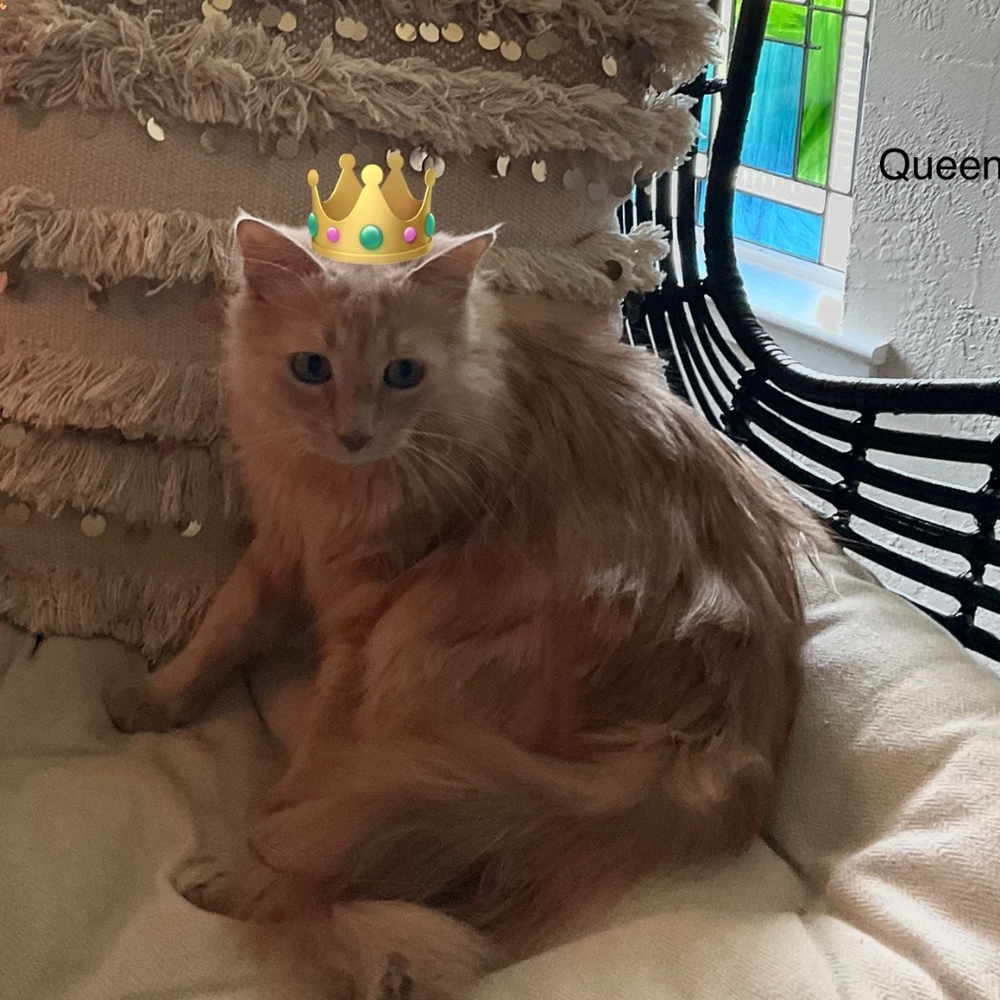 🐱MEET QUEEN KITTY🐱